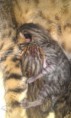 /album/the-long-awaited-litter-a-/evening-sunbeam-bengal-cat-bengal-katzen-amina-bengalska-macka-kocka-1-week-old-litter-a-4-jpg/